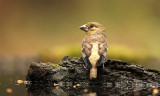 Appelvink - Hawfinch