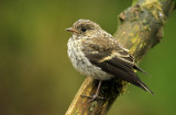 Bonte Vliegenvanger - Pied Flycatcher