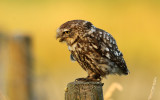 Steenuil - Little Owl