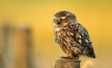 Steenuil - Little Owl