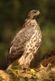 Havik - Goshawk (Juvenile)