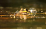 Edible Frog - Groene Kikker