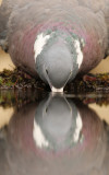 Houtduif - Wood Dove