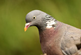 Houtduif - Wood Dove