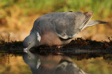 Houtduif - Wood Dove