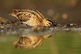 Watersnip - Snipe