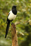 Magpie - Pica pica