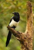 Magpie - Pica pica