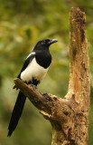 Magpie - Pica pica