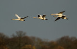 Kleine Zwaan - Bewicks Swan