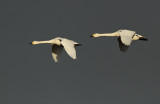 Kleine Zwaan - Bewicks Swan