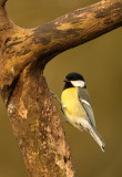 Koolmees - Great Tit