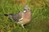 Houtduif - Wood Pigeon