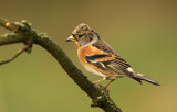 Keep - Brambling