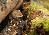 Rosse Woelmuis - Bank Vole