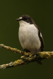 Bonte Vliegenvanger - Pied Flycatcher