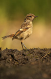 Stonechat - Roodborsttapuit