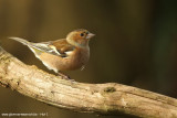 Vink