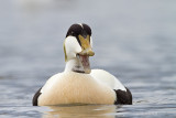 Eider 