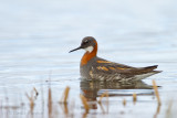 Red-Necked Phalarope - Grauwe franjepoot