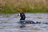  Harlequin Duck - Harlekijneend