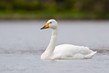 Whooper Swan - Wilde zwaan