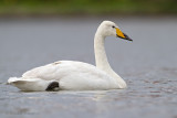 Whooper Swan - Wilde zwaan