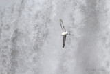 Fulmar - Noordse stormvogel