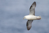Fulmars - Stormvogels