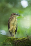 Black-Crowned Night-Heron - Kwak