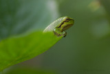 Treefrog - Boomkikker