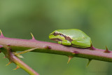 Treefrog - Boomkikker