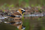 Hawfinch - Appelvink