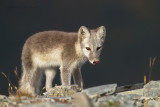 Arctic Fox - Poolvos