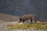 Arctic Fox - Poolvos