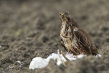 Buzzard - Buizerd