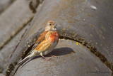 Kneu - Common Linnet