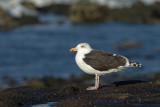 Gulls - Meeuwen