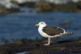 Grote mantelmeeuw - Great Black-backed Gull