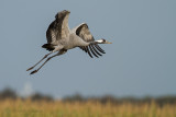 Kraanvogel - Common Crane