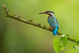 IJsvogel - Kingfisher