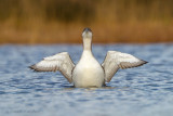 Black - throuted Loon - Parelduiker 