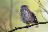 Eurasian Pygmy Owl - Dwerguil