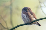 Eurasian Pygmy Owl - Dwerguil