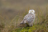 Snowy Owl - Sneeuwuil 