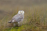 Snowy Owl - Sneeuwuil 
