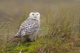 Snowy Owl - Sneeuwuil 