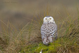 Snowy Owl - Sneeuwuil 