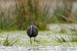 Storks, Spoonbills, Ibises - Ooievaars, Lepelaars, Ibissen