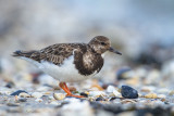 Turnstone - Steenloper 